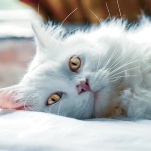 grooming