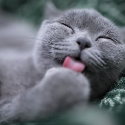 grooming